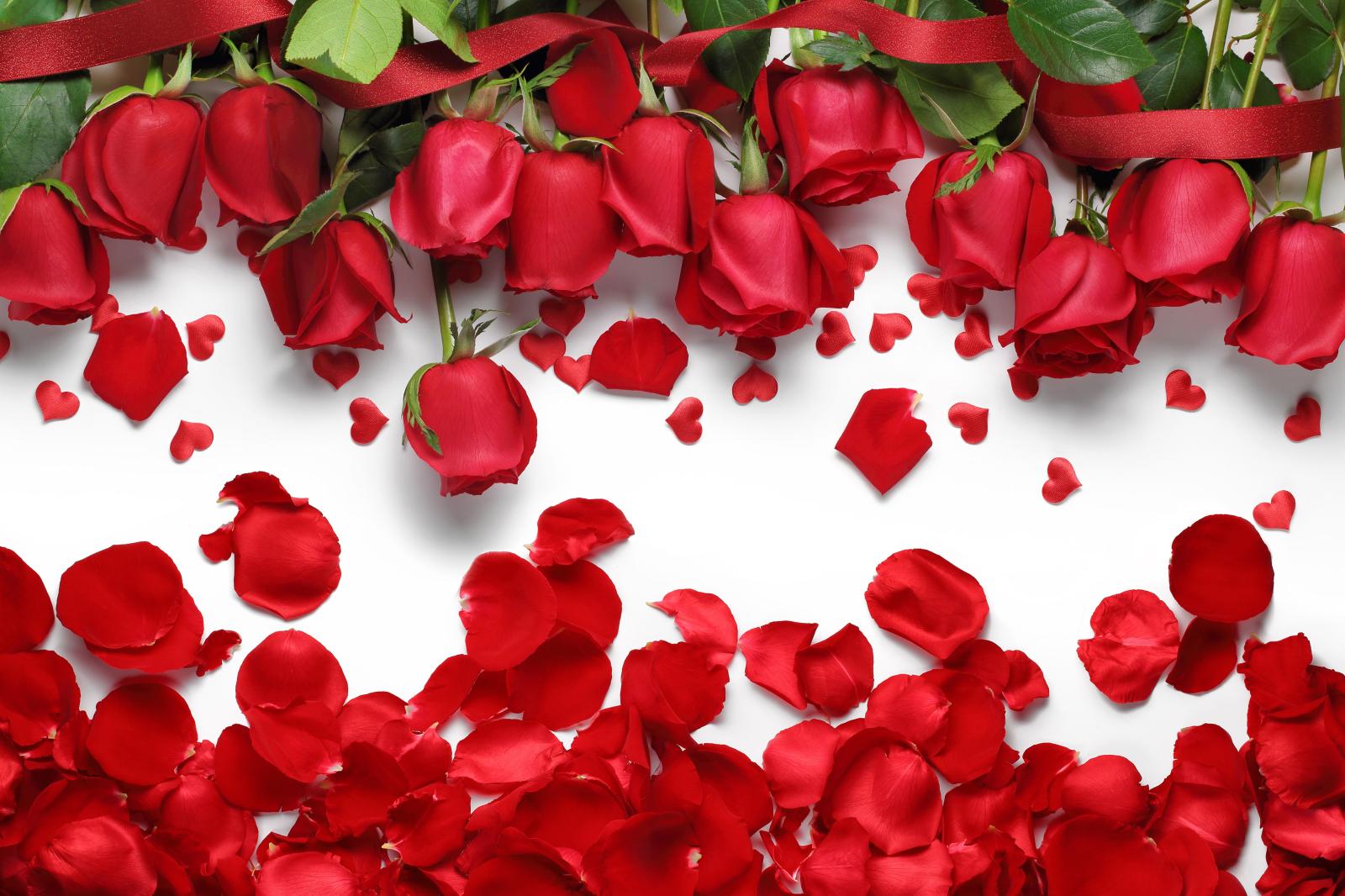 6000x4000 Rose 5k Retina Ultra HD Wallpaper | Background Image | 6000x4000