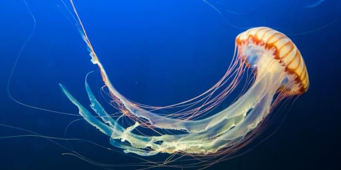 2048x2048 4k Wallpaper Scuba: Underwater Jellyfish 4K 8K Wallpapers – Quotes