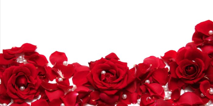 1899x1266 Background roses wallpaper Gallery