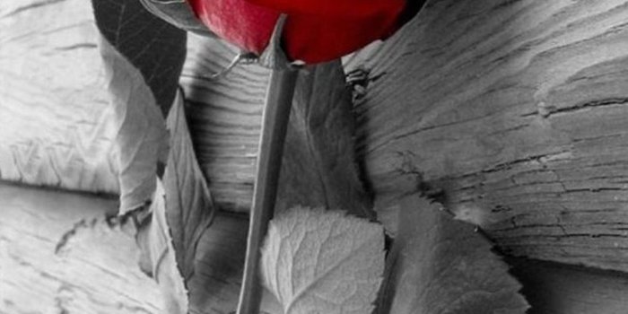 1080x1920 Elegant Red Rose On Wood iPhone 6 wallpaper | Wallpaper | Rose, Red