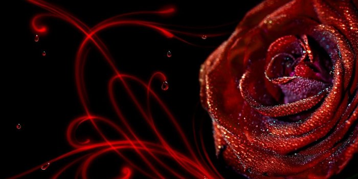 1600x1000 Elegant Red Roses Wallpaper HD Wallpaper | Flowers Wallpapers