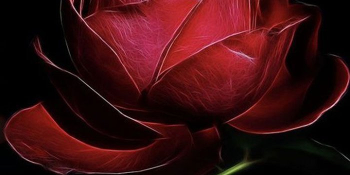 720x1280 Red rose love, dark red and black wallpaper. #elegant #valentine | I