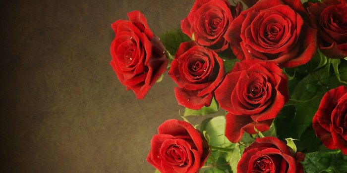 1920x1080 62+ Black Roses Wallpapers on WallpaperPlay