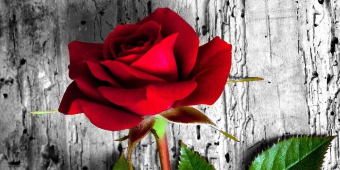 1080x1920 Rose Wallpaper for iPhone (87+ images)