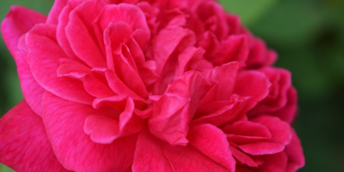 3200x2400 Elegant Red Rose ❤ 4K HD Desktop Wallpaper for 4K Ultra HD TV