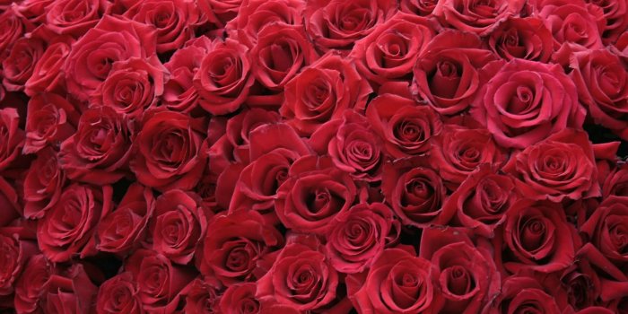 1680x1050 29+ Roses Backgrounds, Wallpapers, Images, Pictures | Design Trends