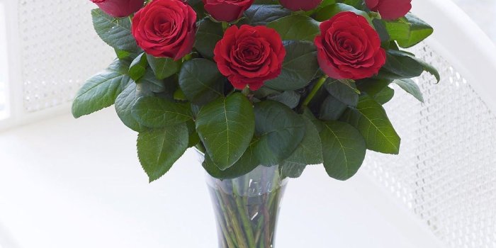 1200x1600 red roses, most popular rose, rose wallpapers, beautiful rose, red
