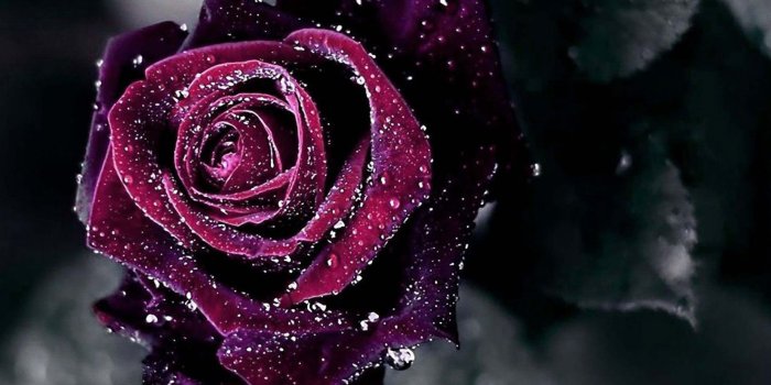 1920x1080 Download Rose Wallpaper Download (61+) - Free Wallpaper For your screen.