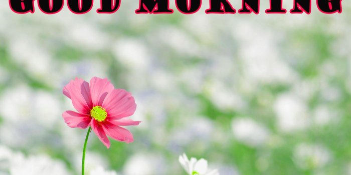 2164x1468 177+ Good Morning Flowers Quotes Wishes Images Wallpaper Photos