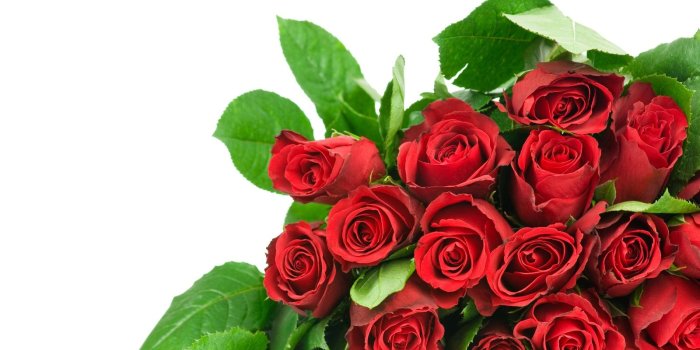 1600x1200 Roses Flowers Bouquet Much Elegant - Free Stock Photos, Images, HD