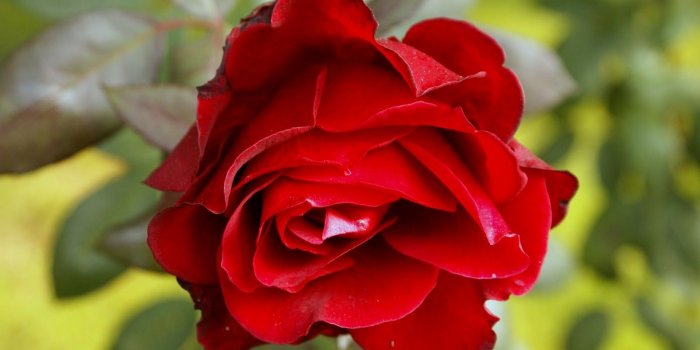 1600x1071 Banilung: red rose wallpaper