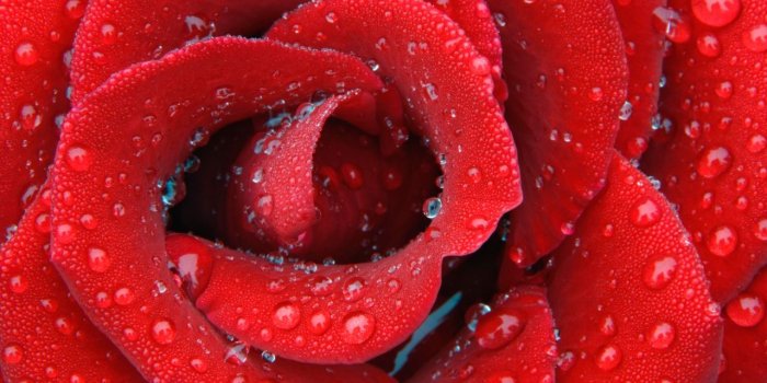 1280x800 Delicate Dewy Rose Wallpapers in jpg format for free download