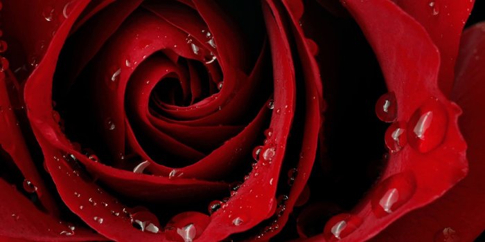 1650x1070 Red Rose Water Wallpaper | Stunning Roses Mural | MuralsWallpaper