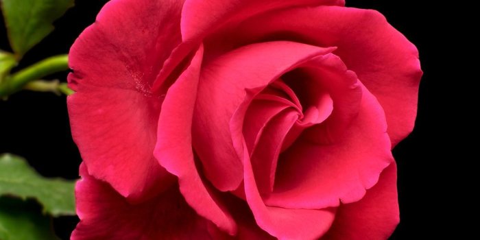 1280x1024 roses | Wallpapers: 1280x1024 1152x864 1024x768 800x600 | Roses