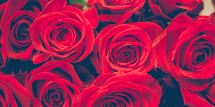 3840x2560 3092603 anniversary, beautiful, birthday, bloom, blooming, blossom