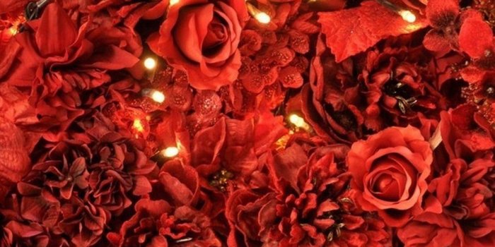 1080x1920 Sfondo Rose Desktop Hd Elegant Red Rose Wallpapers Red Flowers Hd E