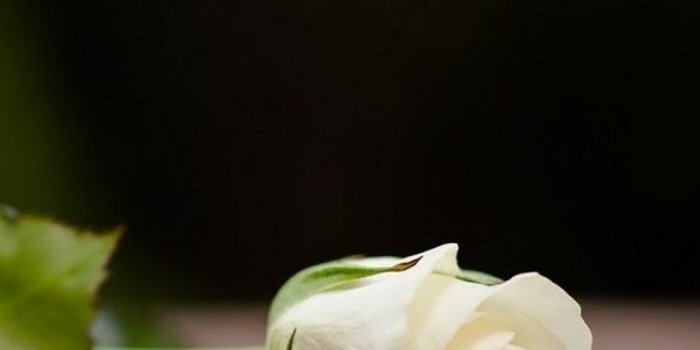 1080x1920 White Flower Mobile Wallpaper HD | Best HD Wallpapers