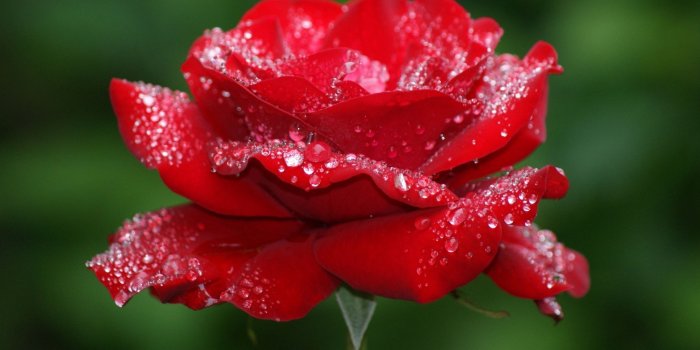 2048x1152 Elegant Red Rose Flower Hd Images | Top Collection of different