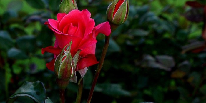 1200x900 Rose Tag wallpapers: Green Snow Winter Flower White Rose Pink Touch