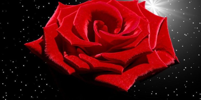 1024x768 Deep Red Rose, Elegant Evening - Computer generated backgr…