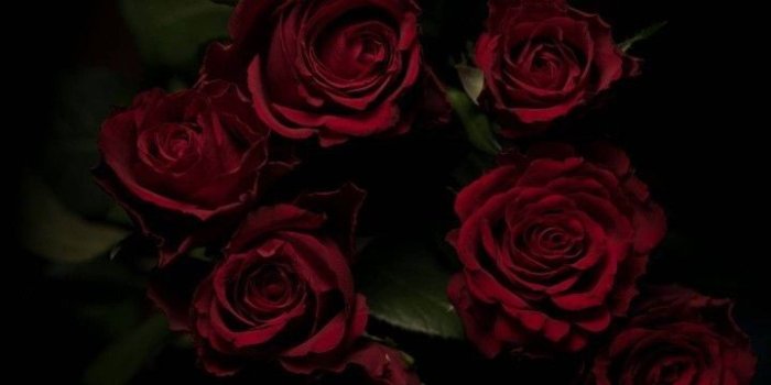 720x1480 Beautiful Garden Red Roses Flowers iPhone 6 Wallpaper Elegant iPhone