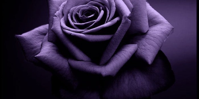 1280x1005 Elegant Tag wallpapers Page 2: Dream Dust Pinks Lavender Romantic