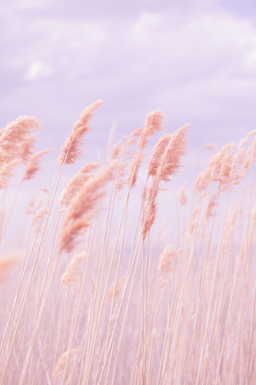 853x1280 Dreamy Pastel Beach Grass - OGQ Backgrounds HD | 1- PINK in 2019