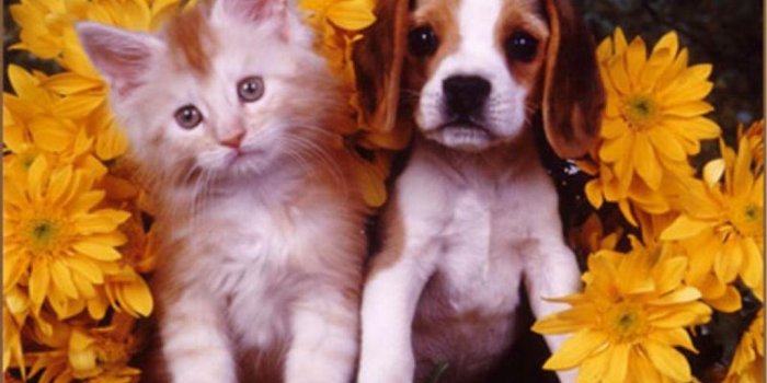 1024x768 Puppies And Kittens Wallpapers