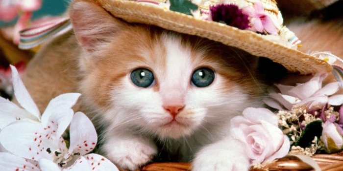 1280x960 45+ Puppy and Kitten Wallpapers - Download at WallpaperBro
