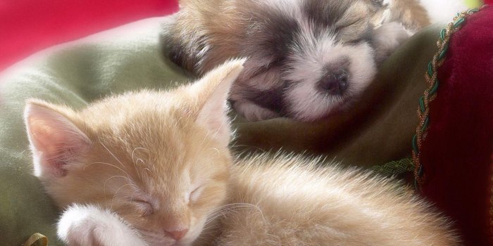 1600x1200 Puppies And Kittens Wallpapers
