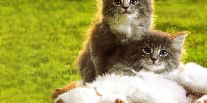 1024x768 Puppies And Kittens Wallpapers