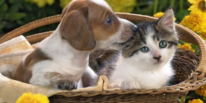 1300x731 Puppies and Kittens Wallpaper Desktop | Animals | Cute cats, dogs