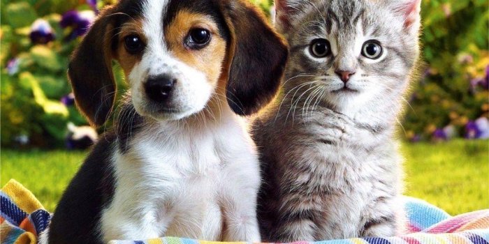 1024x768 Puppies And Kittens Wallpapers