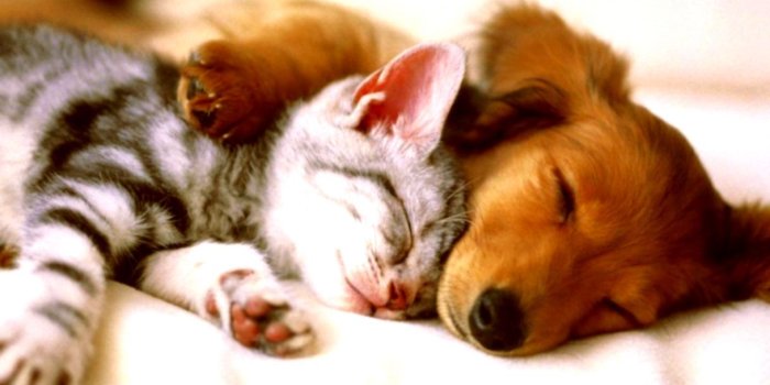 1218x700 Cute Puppy And Kitten Wallpaper | Wallpapers History