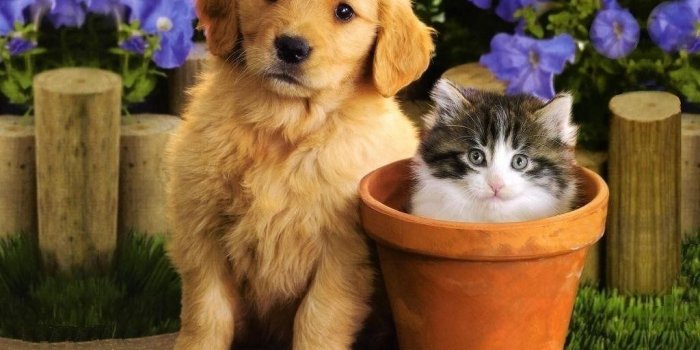 1024x768 Kittens & Puppies - Teddybear64 Wallpaper (16751401) - Fanpop