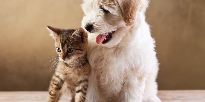 4289x3305 50 Pet Store Names | Pet | Kittens, puppies, Friendly dog breeds