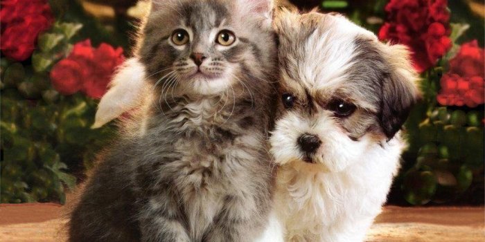 1024x768 Puppies And Kittens Wallpapers