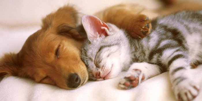 1920x1200 Download Cute Puppies And Kittens Wallpaper (52+) - Free Wallpaper