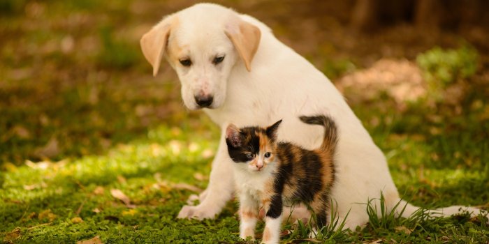 3600x2403 Puppy And Kitten Wallpaper Pc - Cat And Dog Wallpaper Hd (#481074