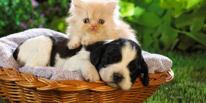 1920x1200 cute cats and dogs pictures | cute cat and dog thumb desktop