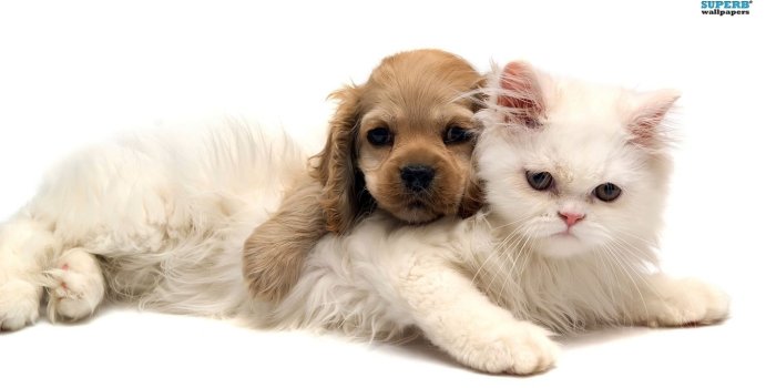 1366x768 Cute-puppies-and-kittens-wallpaper-2 74489 HD Wallpapers - Res