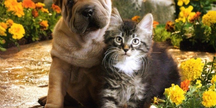 1024x768 50+ Kitten and Puppy Wallpapers - Download at WallpaperBro