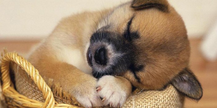 1280x1002 HD Animals: cute puppies and kittens wallpaper