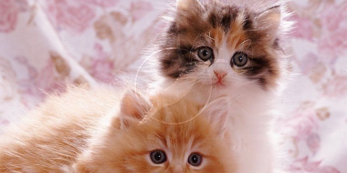 1118x1104 Cute Dog And Cat Wallpaper - Cute Cats Photos Kittens (#22556) - HD