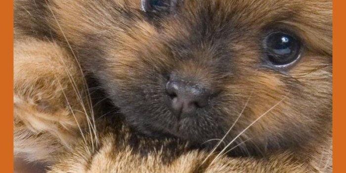 798x1370 Cute puppies and kittens wallpaper Gallery