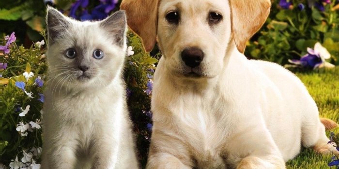 1920x1080 Puppies and kittens wallpaper Gallery