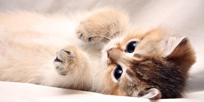 1920x1080 Wallpapers Kitten (80+)