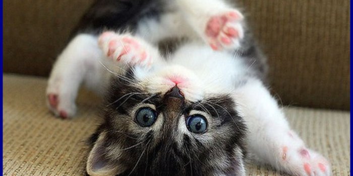 1950x1110 Cute Kitten Wallpapers (75+ background pictures)