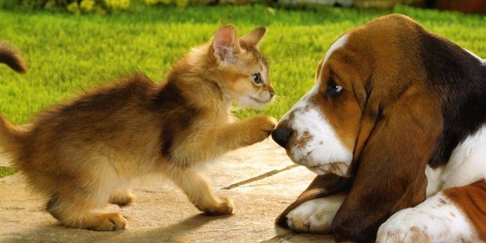 1024x768 Kitten and puppy wallpaper Gallery