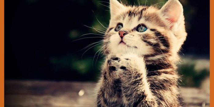 1498x958 30+ Very Cute Kitten Wallpapers - Download at WallpaperBro